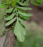 Tecoma fulva ssp. arequipensis