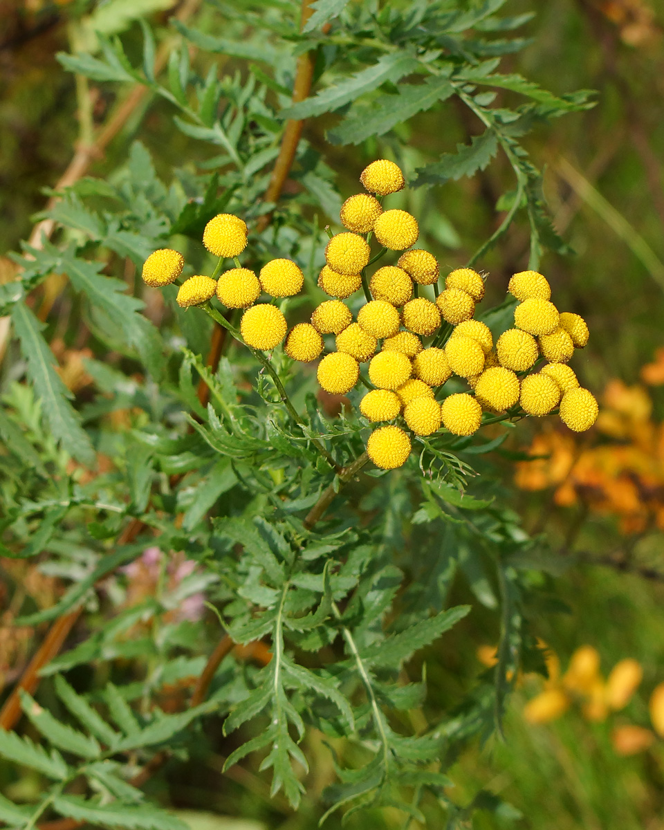 Изображение особи Tanacetum vulgare.