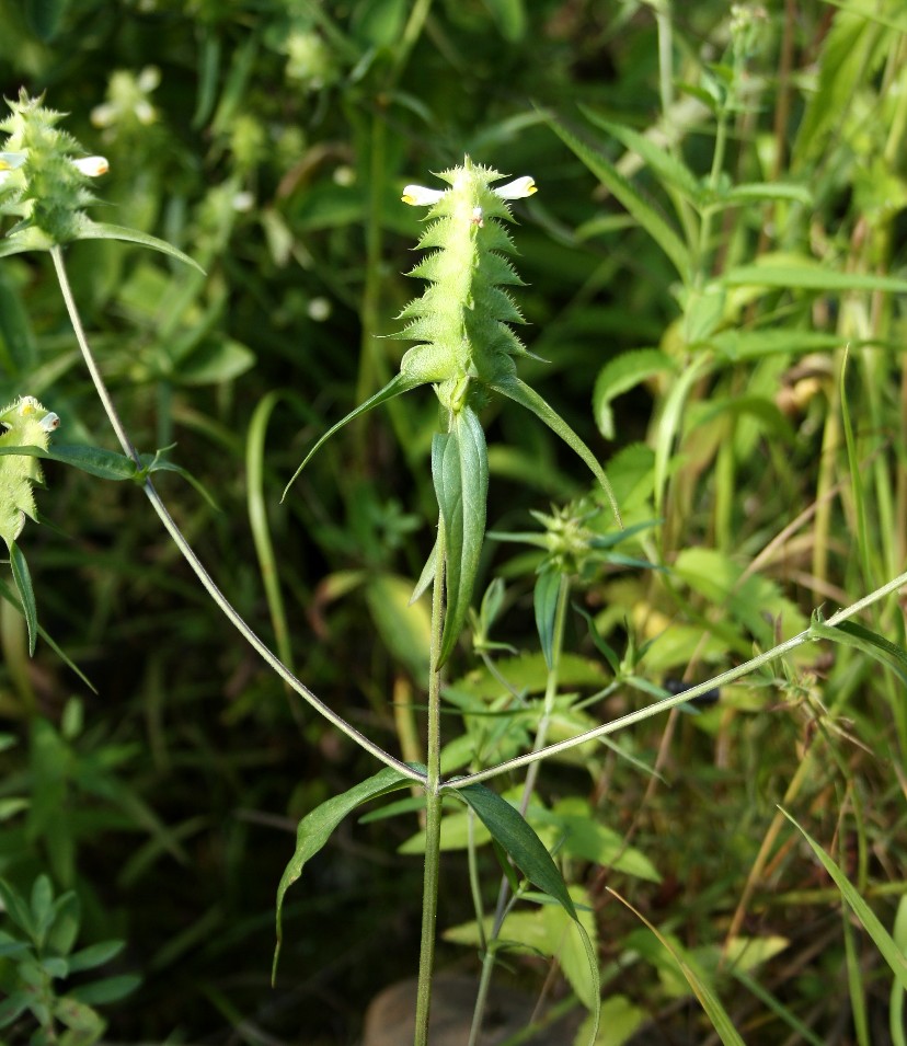 Image of Melampyrum cristatum specimen.