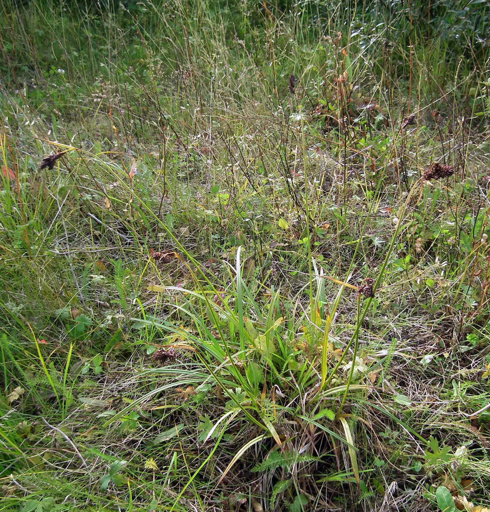 Image of Carex atrata specimen.