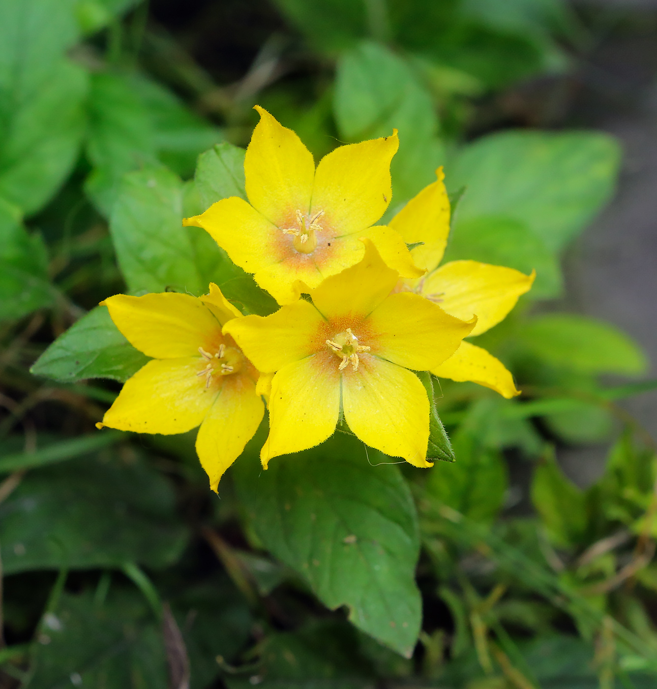 Изображение особи Lysimachia punctata.