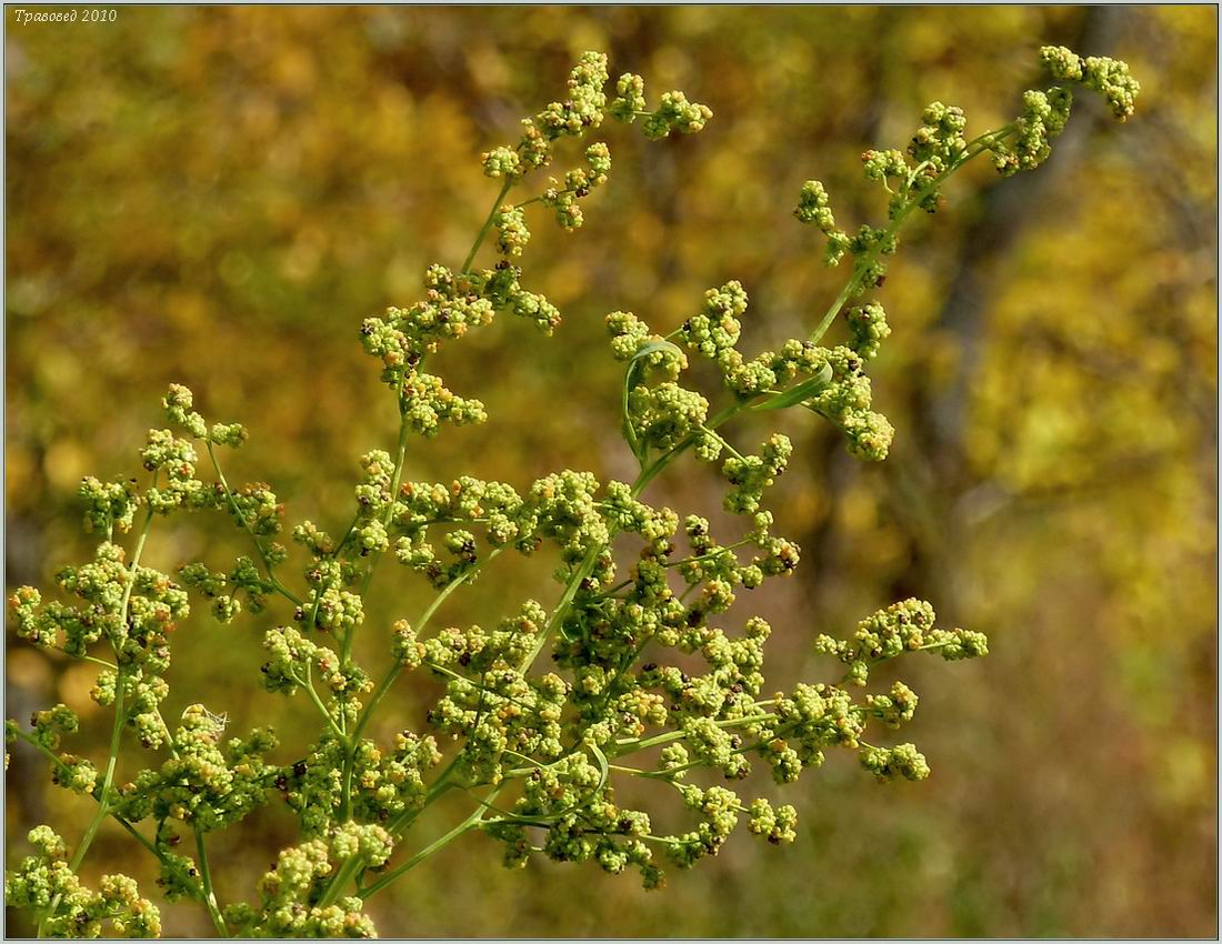 Изображение особи Chenopodium strictum.