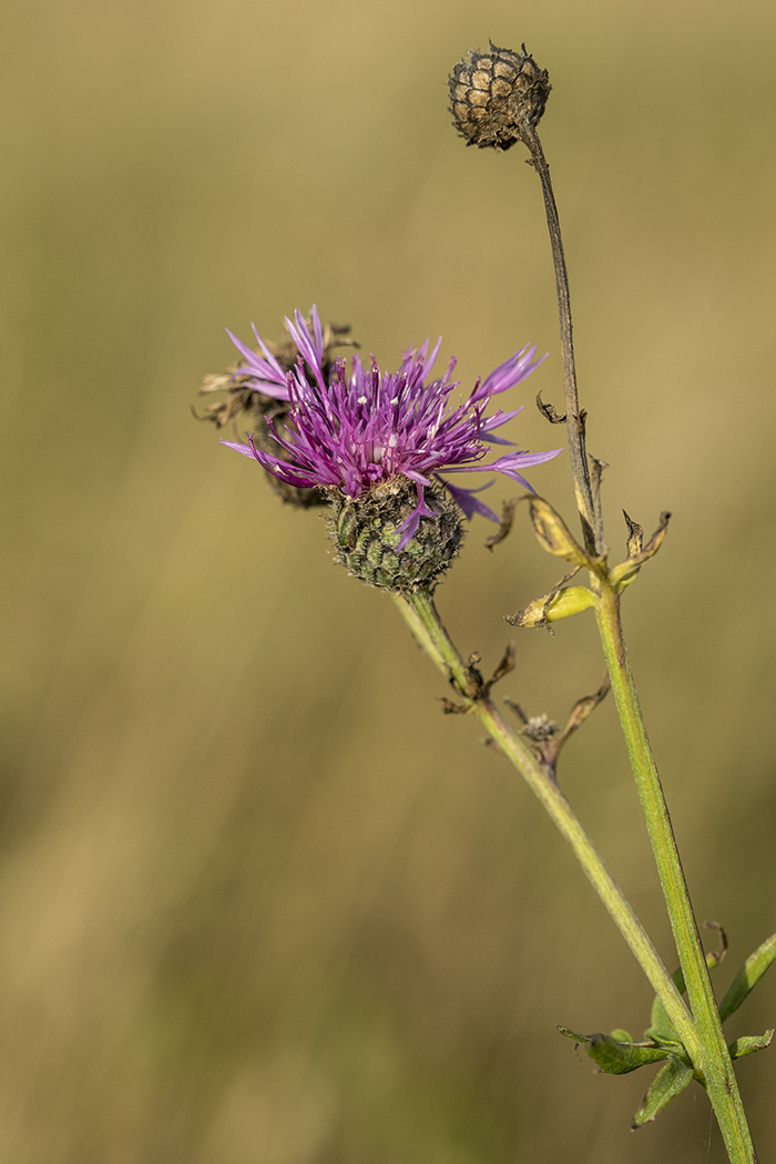 Image of Centaurea scabiosa specimen.