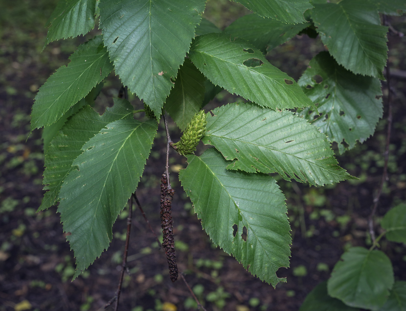 Изображение особи род Betula.