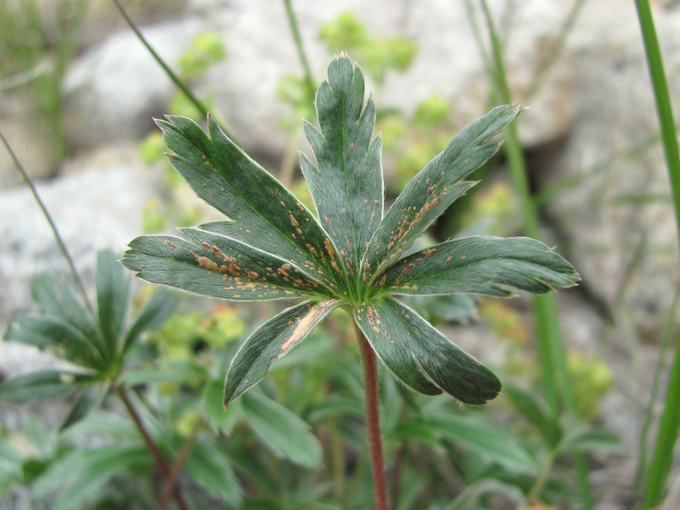 Image of Alchemilla sericea specimen.