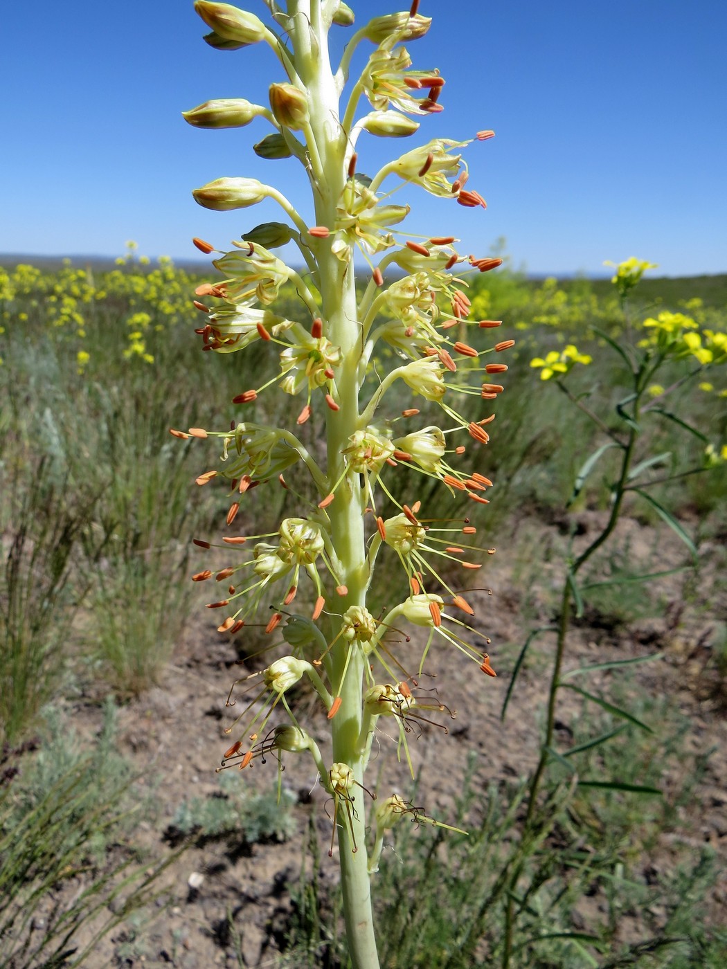 Image of Eremurus altaicus specimen.