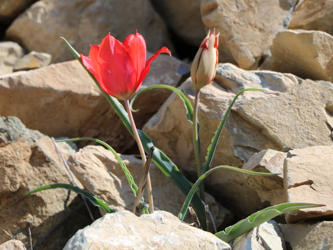 Изображение особи Tulipa florenskyi.