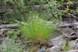 Carex cespitosa. Плодоносящее растение. Мурманская обл., Кандалакшский р-н, Княжегубское вдхр., валунный берег оз. Пудос. 21.07.2020.