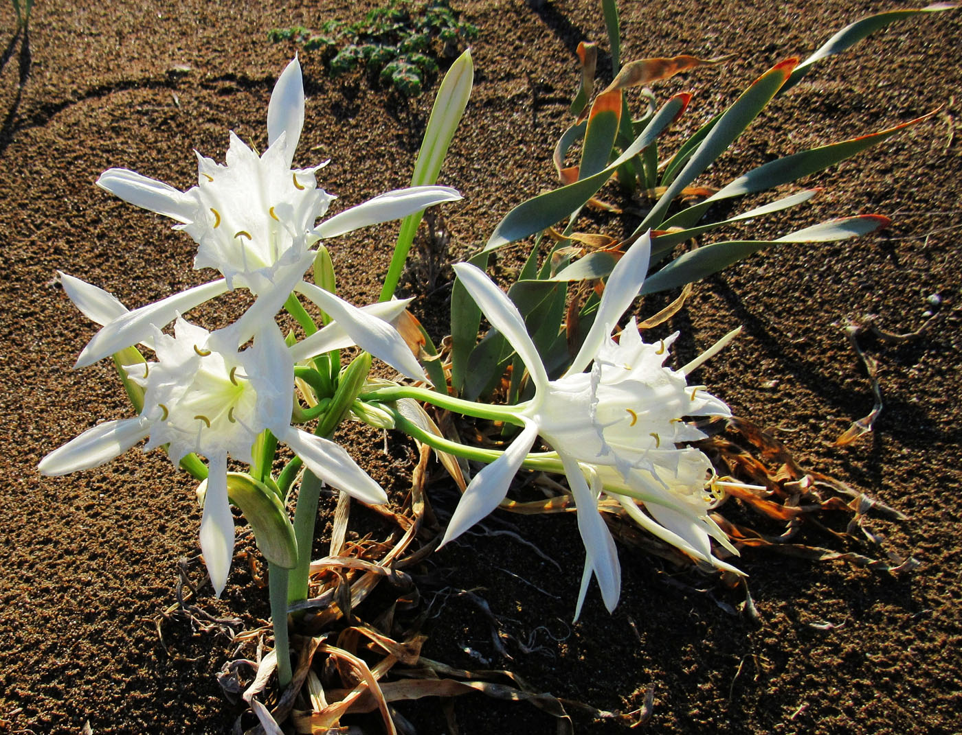 Изображение особи Pancratium maritimum.