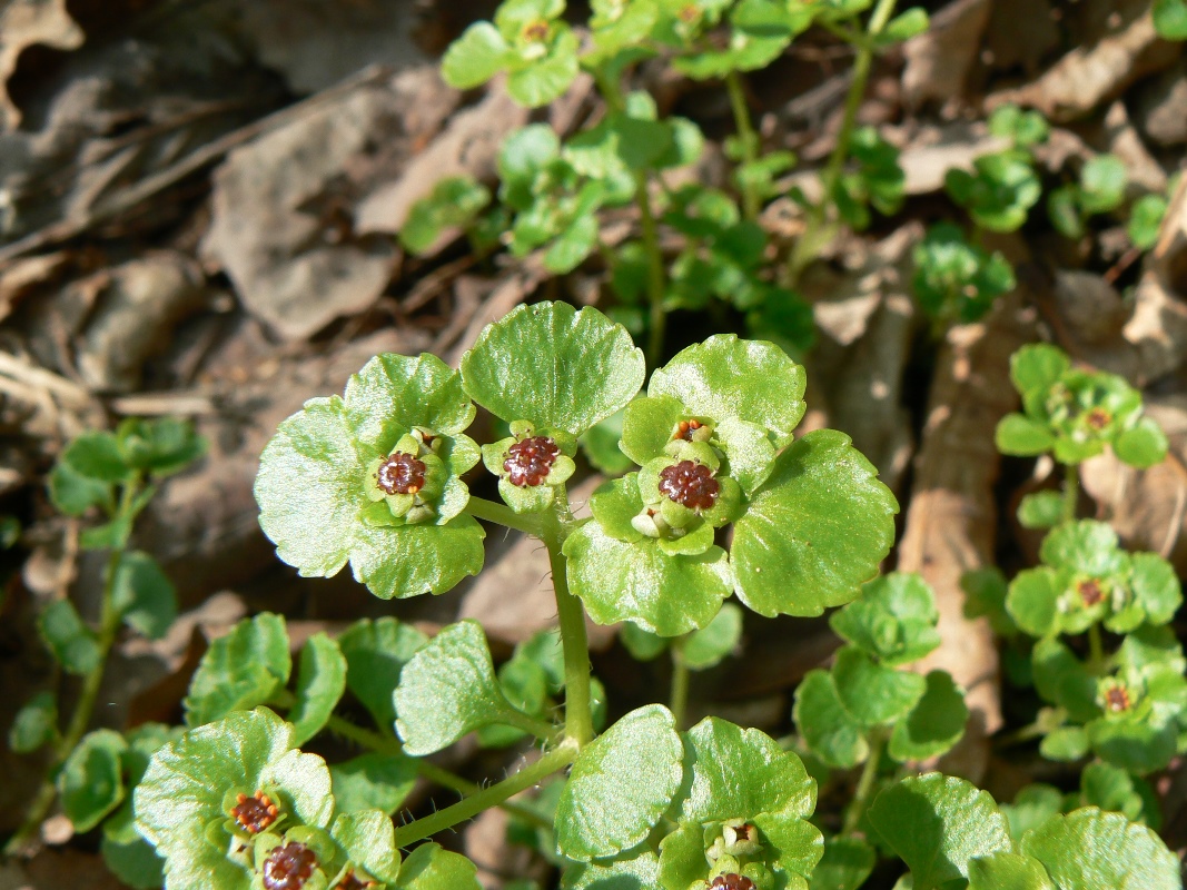 Image of Chrysosplenium ramosum specimen.