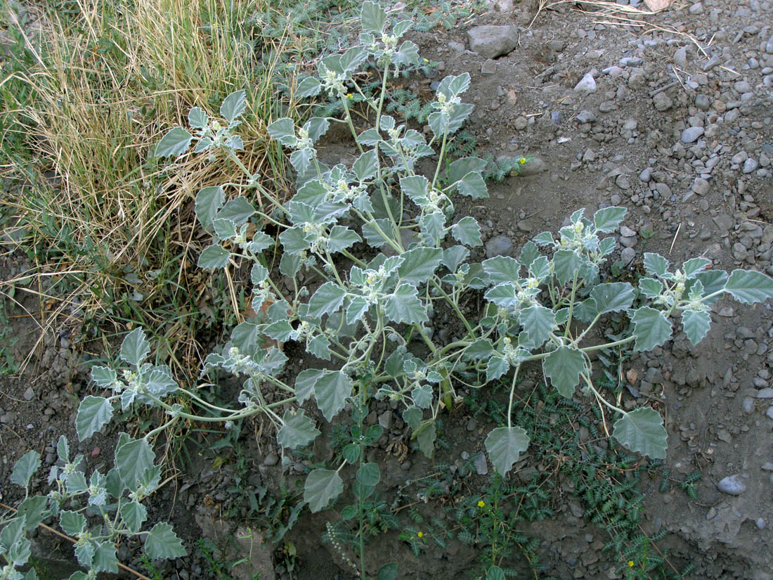 Image of Chrozophora hierosolymitana specimen.