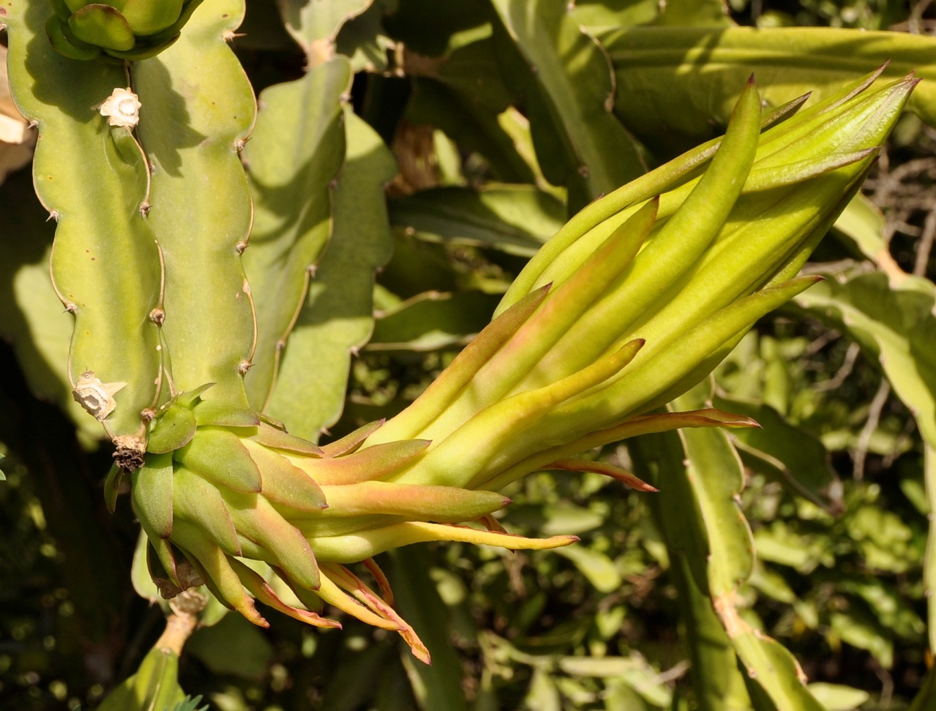 Image of genus Hylocereus specimen.