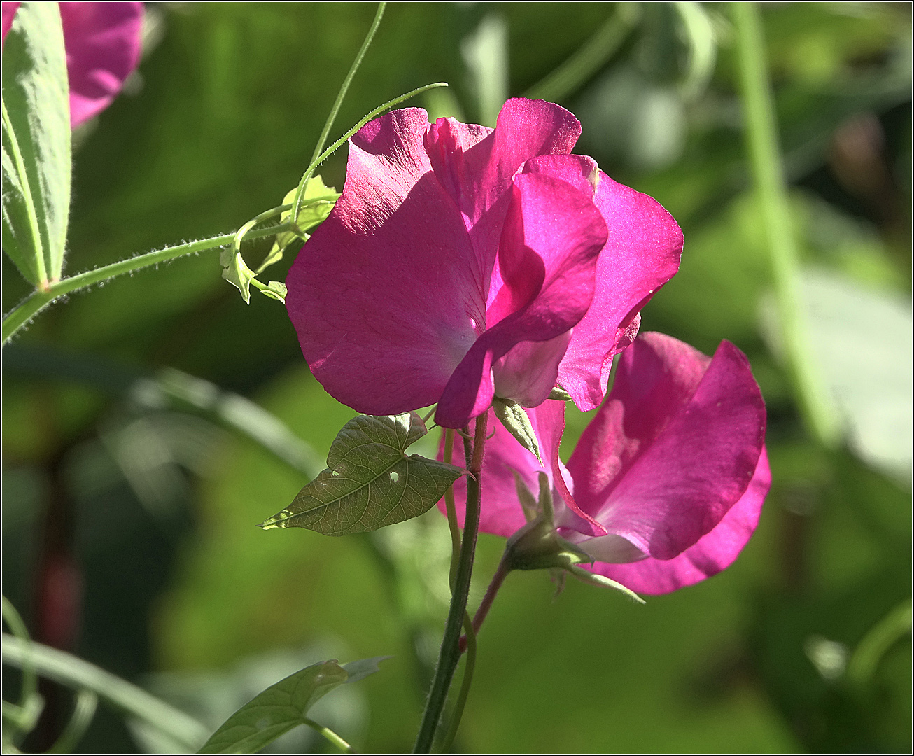 Image of Lathyrus odoratus specimen.