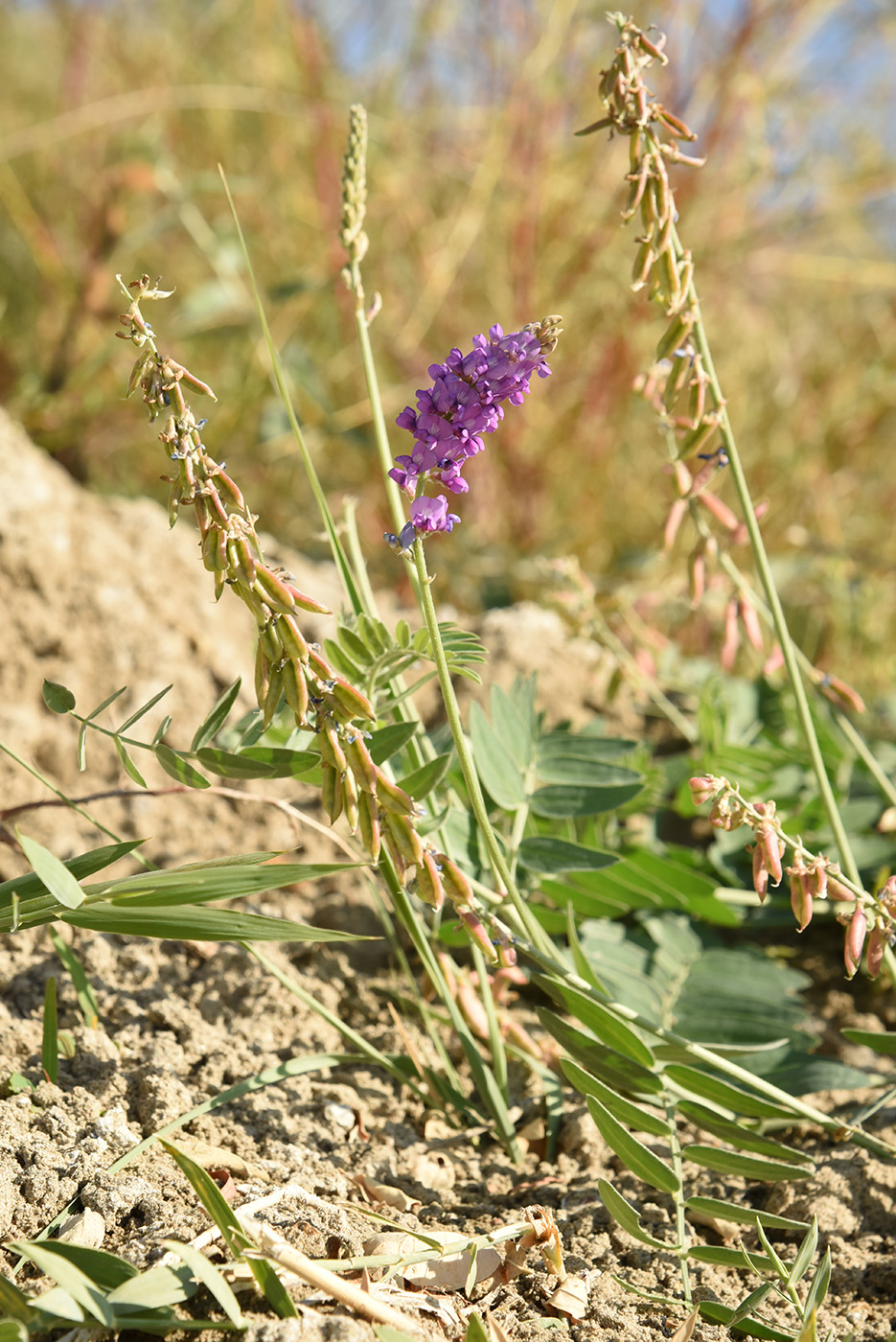 Изображение особи Oxytropis glabra.