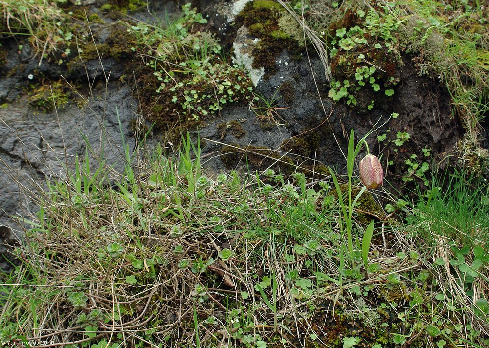 Image of Fritillaria grandiflora specimen.