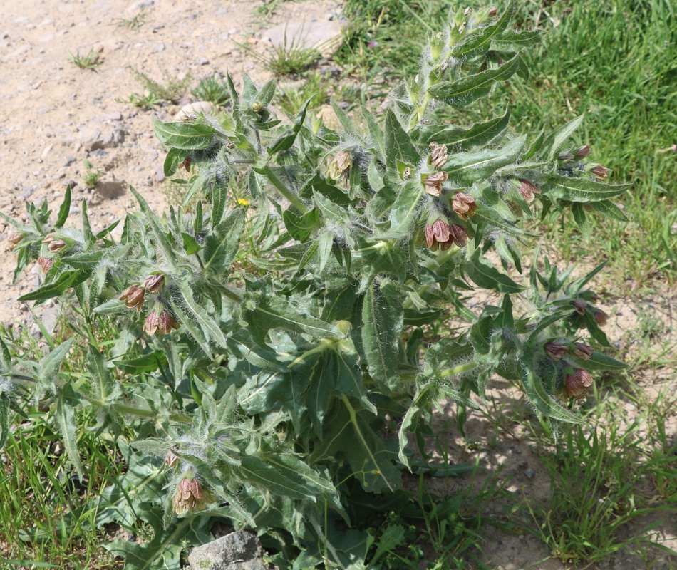 Изображение особи Hyoscyamus reticulatus.