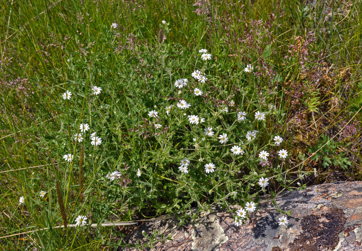 Image of Stellaria dichotoma specimen.