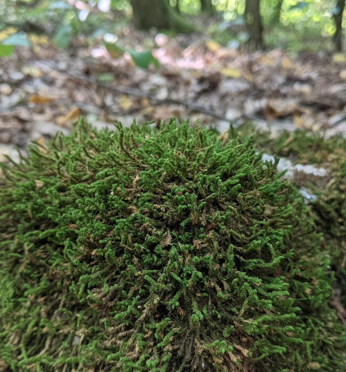 Изображение особи Anomodon viticulosus.