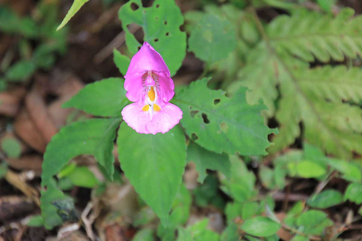 Image of Impatiens tuberosa specimen.