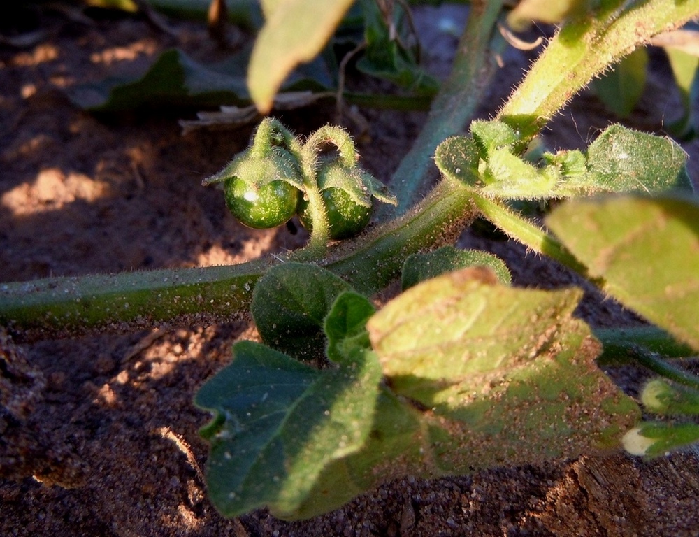 Image of Solanum physalifolium specimen.