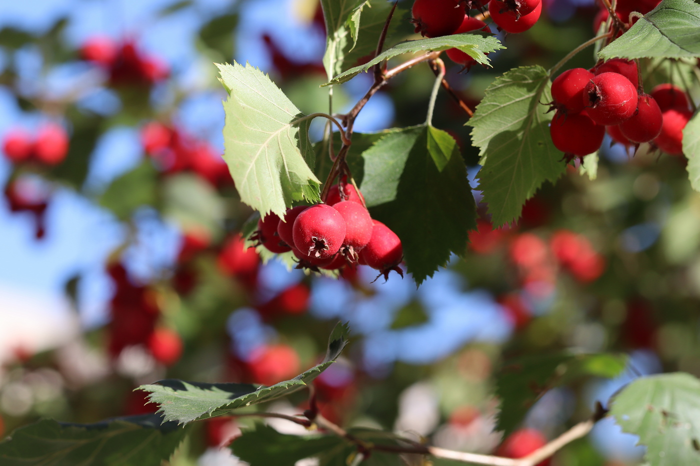 Изображение особи Crataegus mollis.