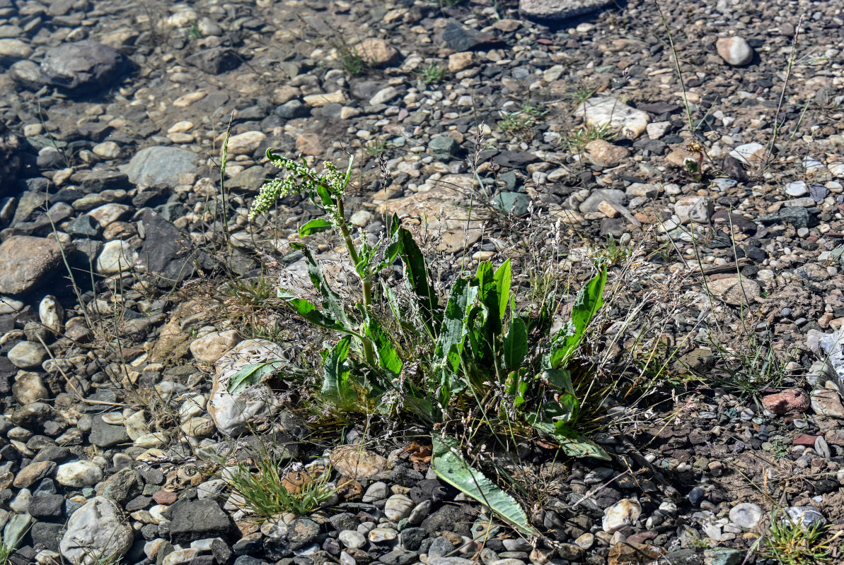 Image of genus Rumex specimen.