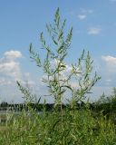 Artemisia dracunculus. Верхушка цветущего растения. Иркутская обл., окр. Иркутска, луг. 27.07.2022.