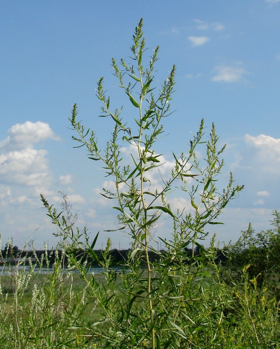 Image of Artemisia dracunculus specimen.