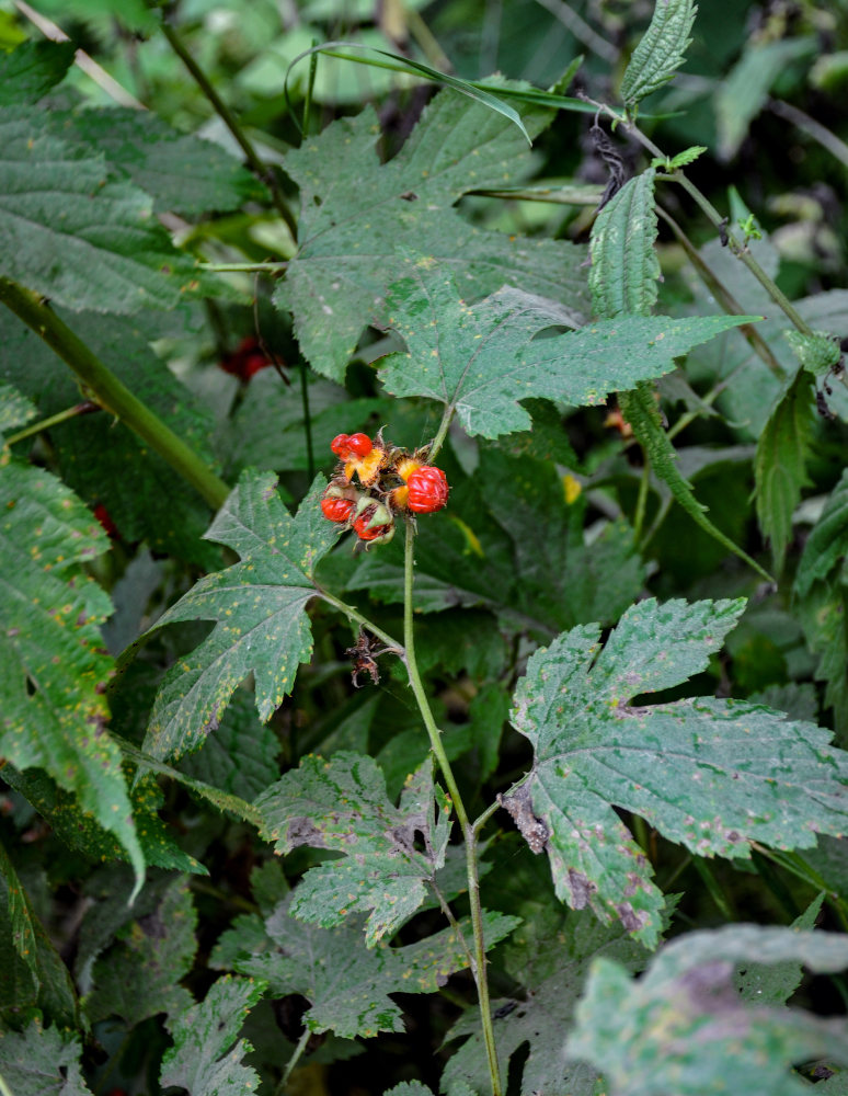 Image of Rubus crataegifolius specimen.