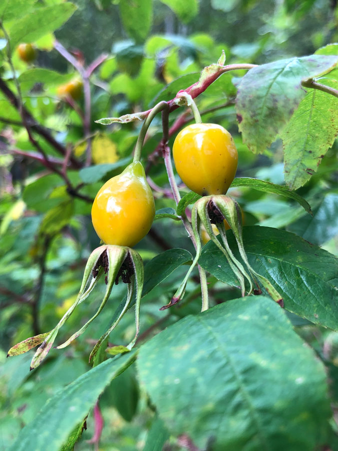 Image of genus Rosa specimen.