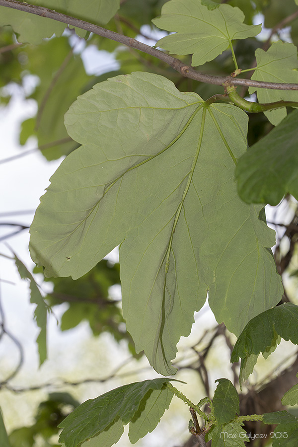 Изображение особи Acer pseudoplatanus.