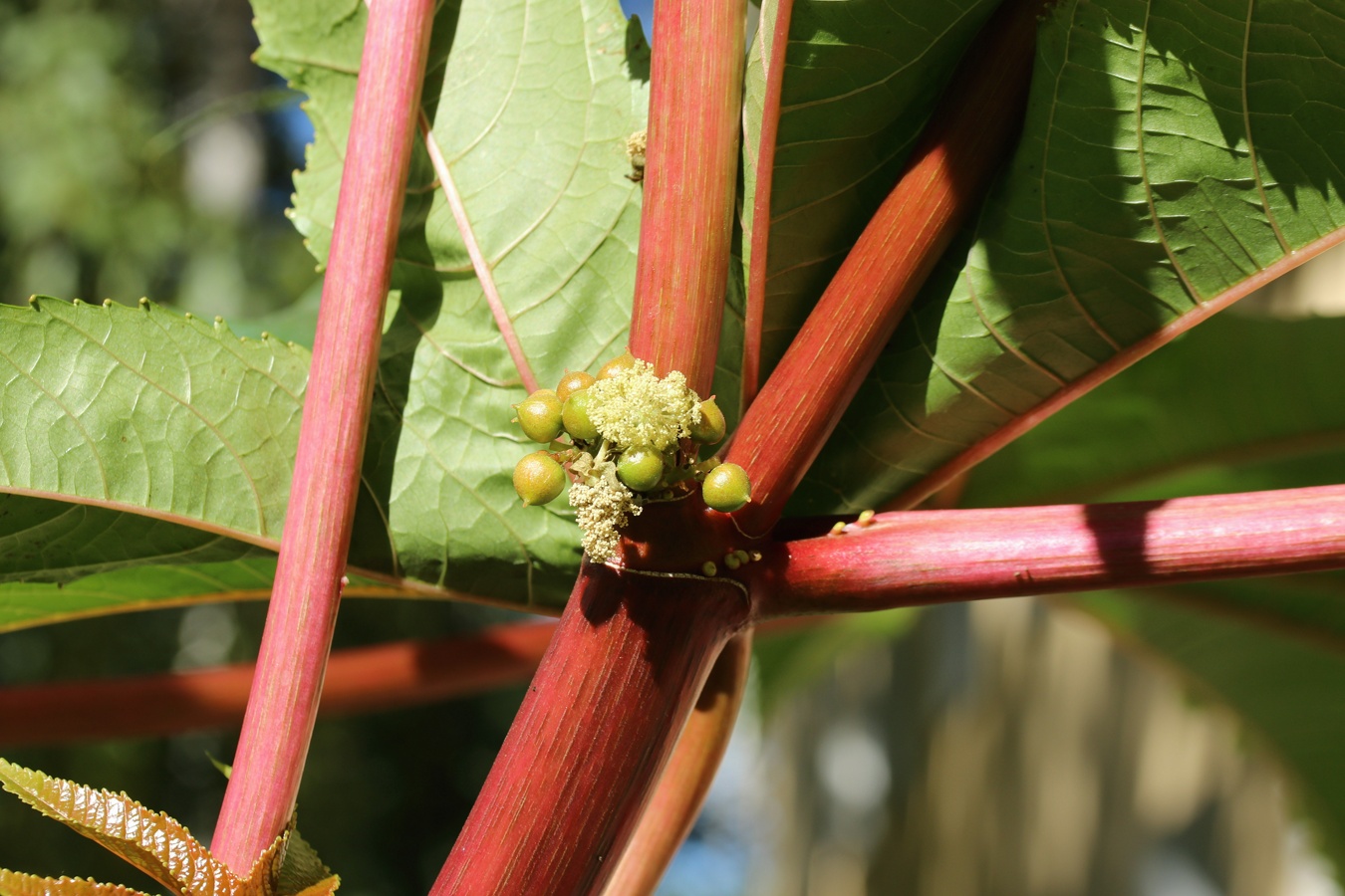 Image of Ricinus communis specimen.