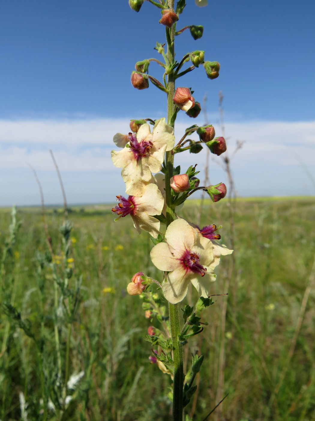 Image of Verbascum &times; ignescens specimen.