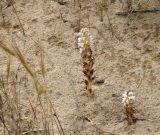 Orobanche pubescens