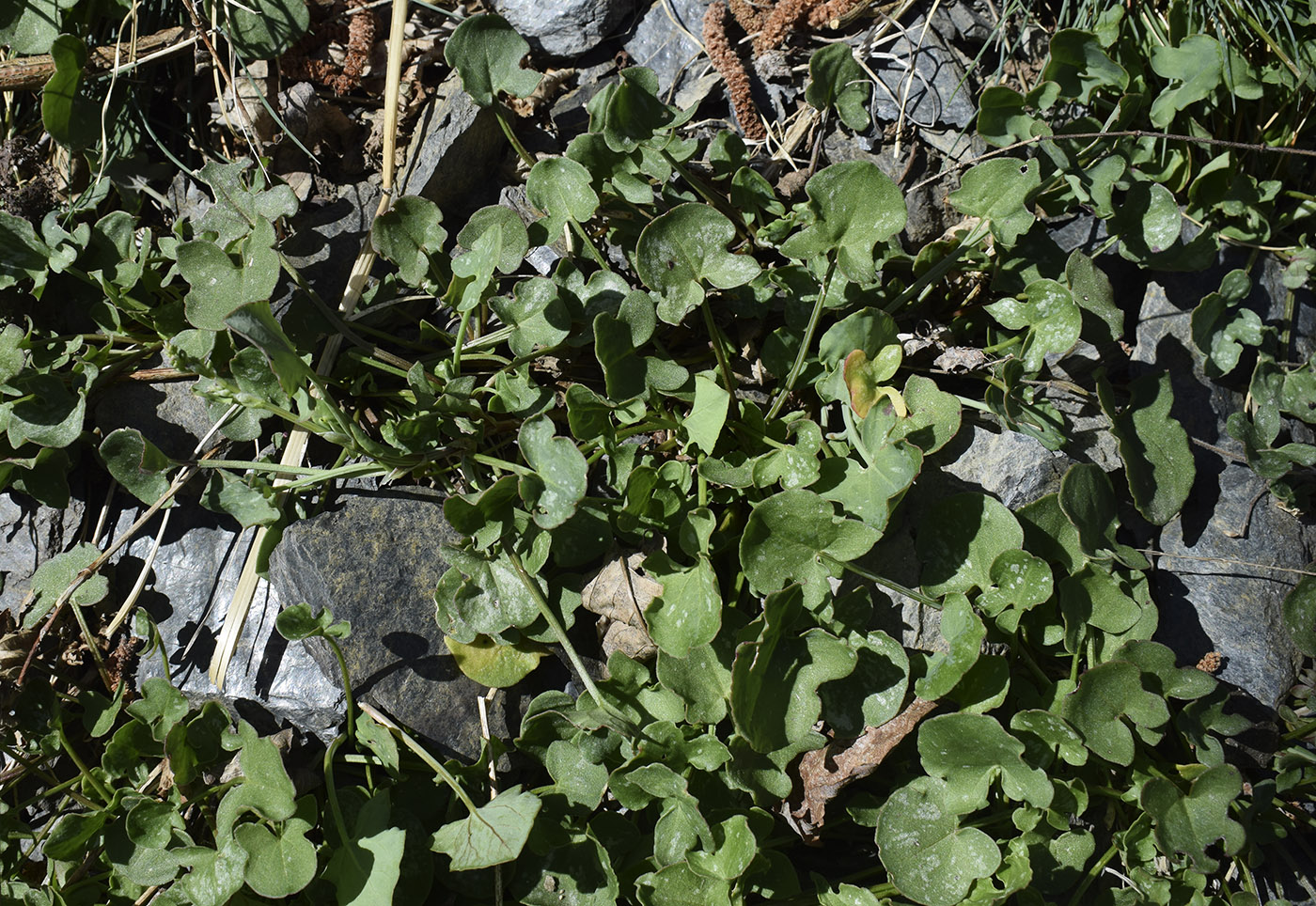 Image of Rumex scutatus specimen.