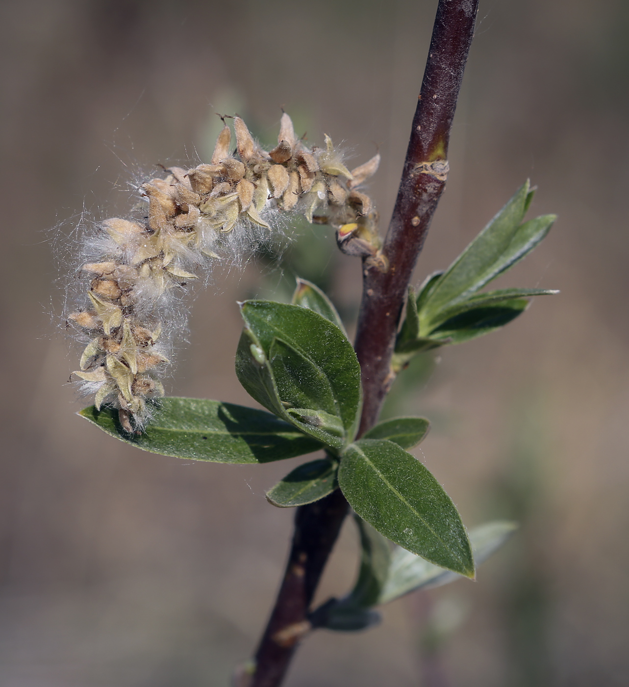 Image of genus Salix specimen.