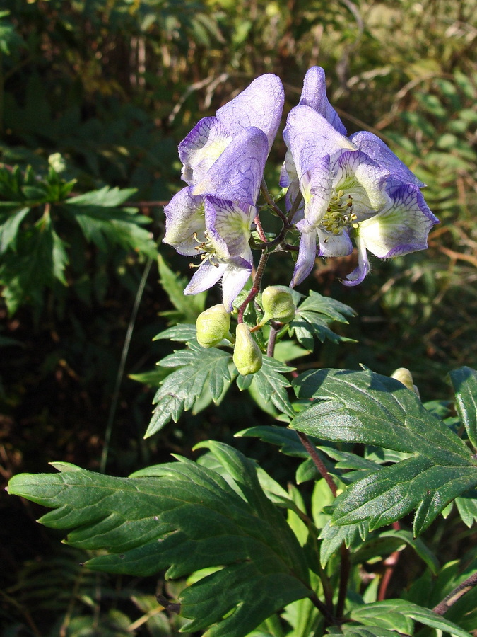 Image of Aconitum sczukinii specimen.