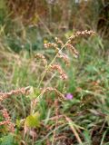 Atriplex prostrata