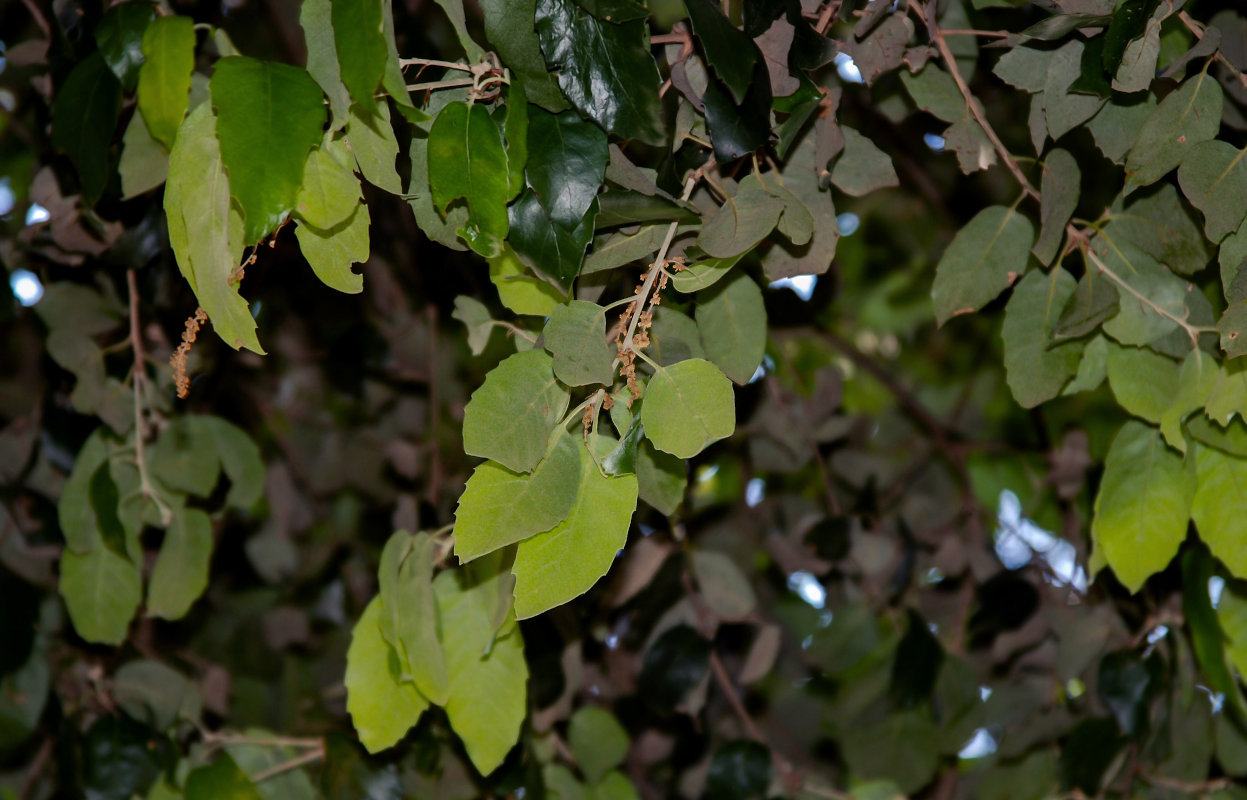 Image of Quercus ilex specimen.