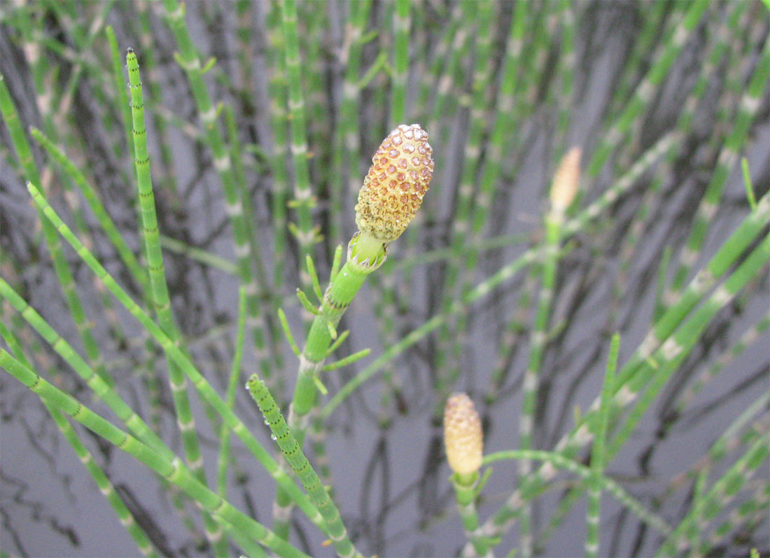 Image of Equisetum fluviatile specimen.