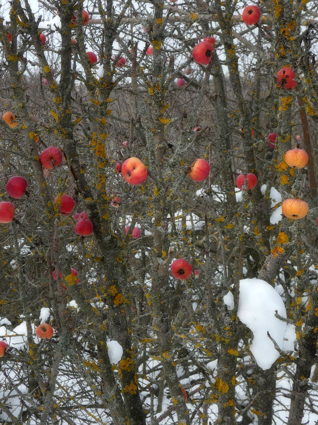 Изображение особи Malus domestica.