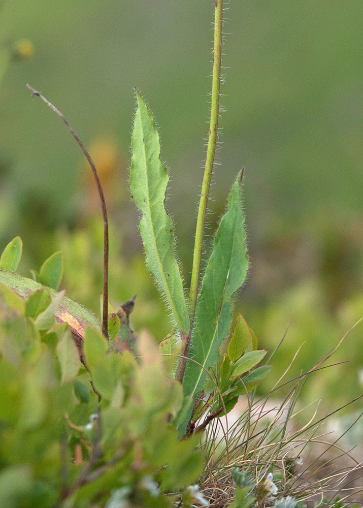 Image of genus Hieracium specimen.