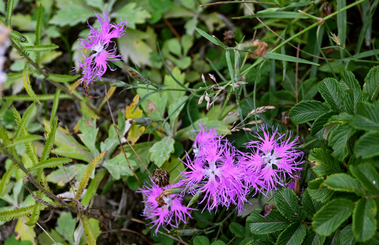 Image of Dianthus superbus specimen.