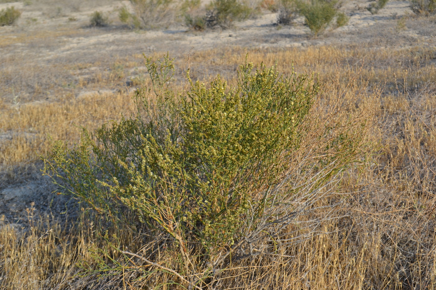 Image of Anabasis aphylla specimen.