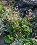 Potentilla megalantha. Плодоносящее растение в сообществе с Artemisia. Курильские о-ва, о-в Итуруп, окр. мыса Исопараури, каменистый склон. 22.08.2023.