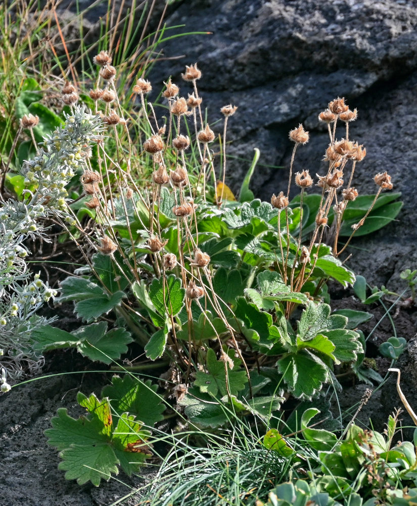 Изображение особи Potentilla megalantha.