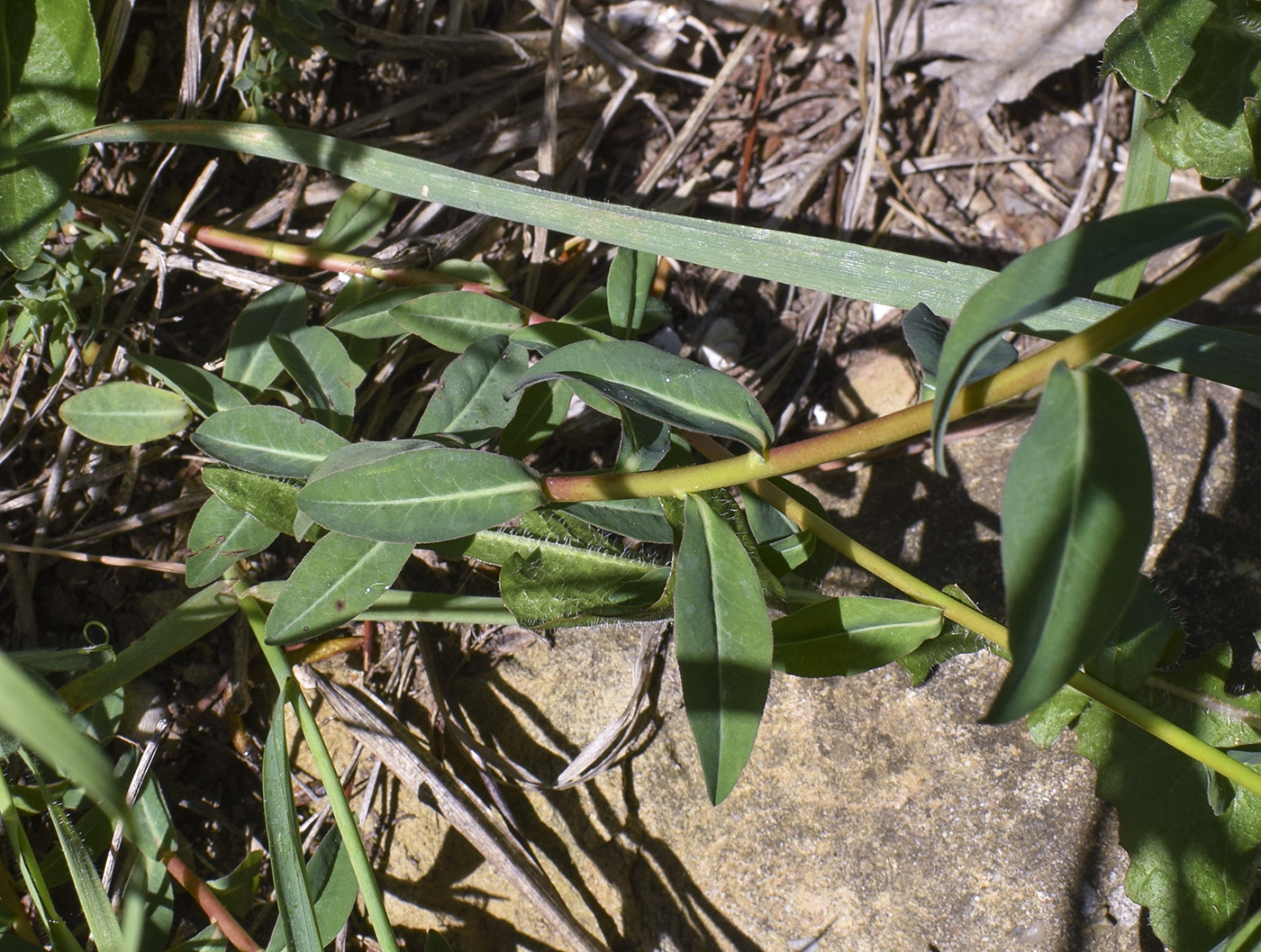 Image of Euphorbia verrucosa specimen.