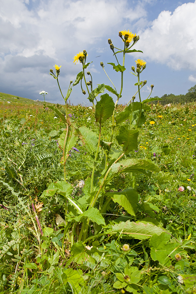 Image of Crepis sibirica specimen.