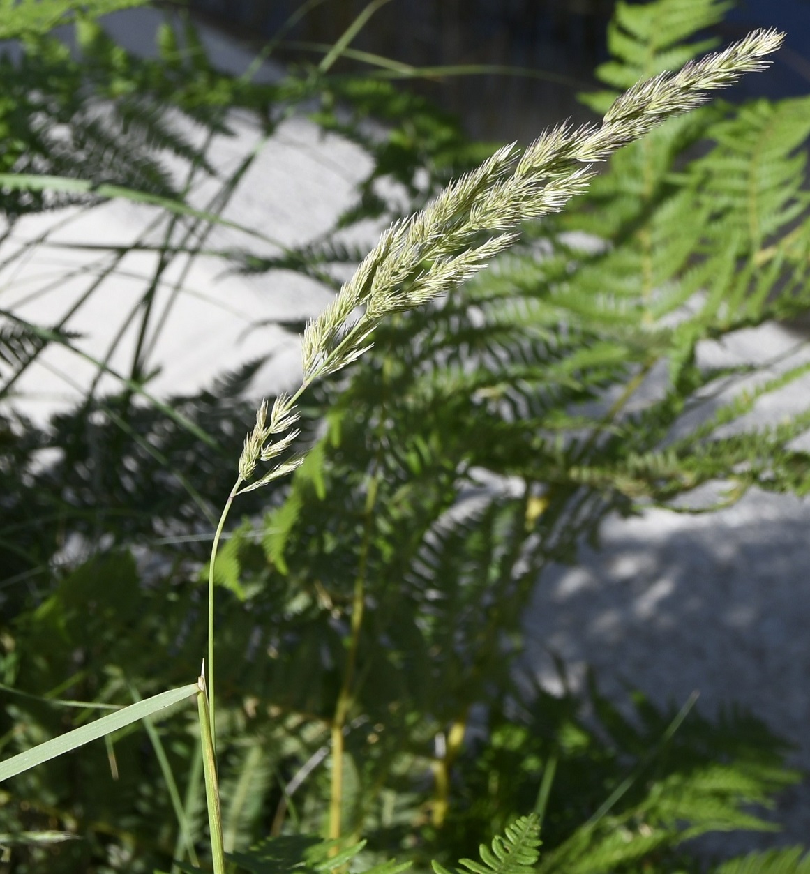 Изображение особи Calamagrostis epigeios.