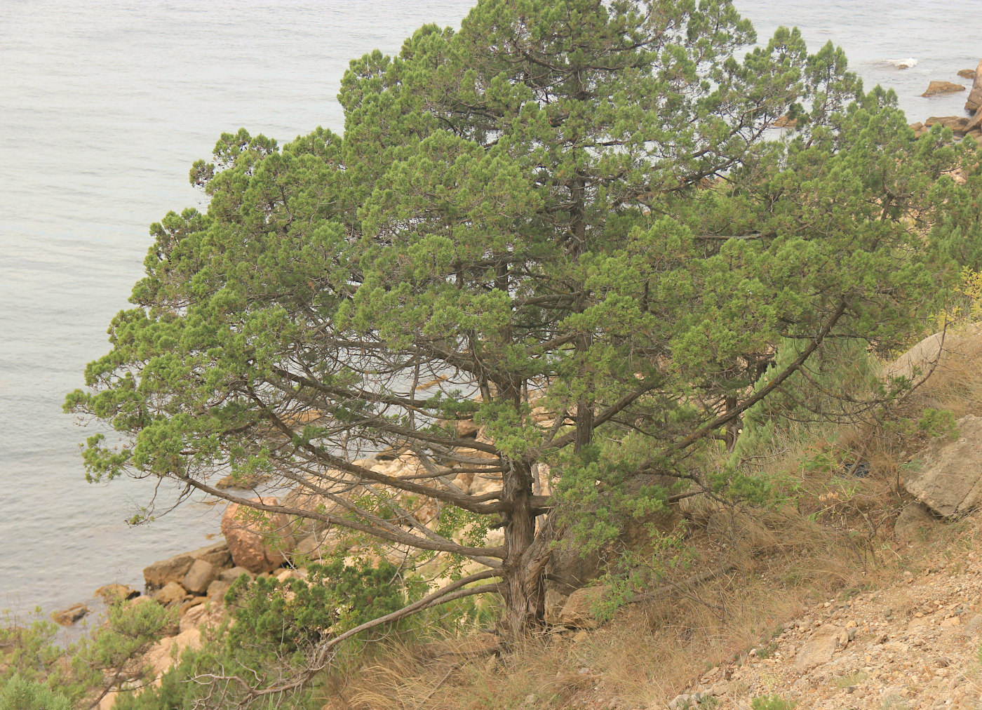 Image of Juniperus excelsa specimen.